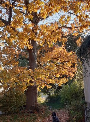 Syksyinen Vaahterapuu